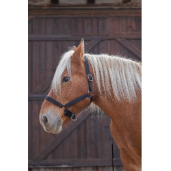 Norton Pro Halfter für Zugpferd Schwarz