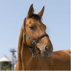 Norton Reflektierend Halfter Schwarz Norton Reflektierend Halfter Schwarz