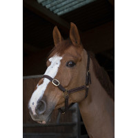 Norton Club Lederhalfter Havanna Braun Norton Club Lederhalfter Havanna Braun