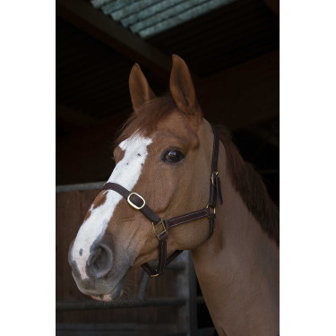 Norton Club Lederhalfter Havanna Braun