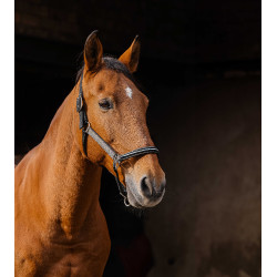 Nylonhalfter Equithème Domino Kupfer Braun Nylonhalfter Equithème Domino Kupfer Braun