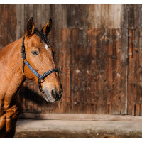 Nylonhalfter Equithème Domino Königsblau