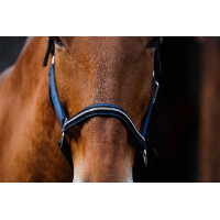 Nylonhalfter Equithème Domino Blau Nylonhalfter Equithème Domino Blau