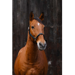 Nylonhalfter Equithème Domino Grün Grün Nylonhalfter Equithème Domino Grün Grün