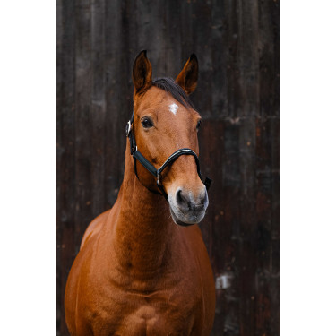 Nylonhalfter Equithème Domino Grün Grün Nylonhalfter Equithème Domino Grün Grün