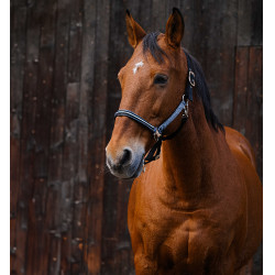 Nylonhalfter Equithème Domino Grau Nylonhalfter Equithème Domino Grau