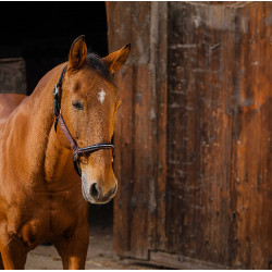 Nylonhalfter Equithème Domino Bordeaux Nylonhalfter Equithème Domino Bordeaux