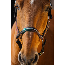 Nylonhalfter Equithème Domino Bordeaux Nylonhalfter Equithème Domino Bordeaux