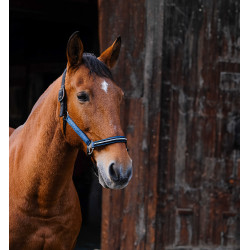 Nylonhalfter Equithème Domino Blau Nylonhalfter Equithème Domino Blau
