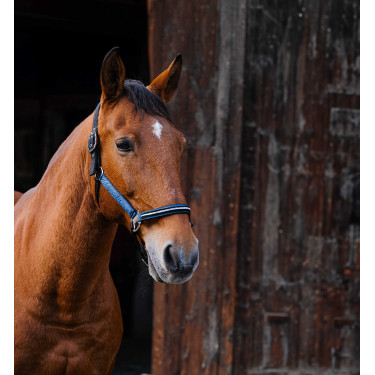 Nylonhalfter Equithème Domino Blau