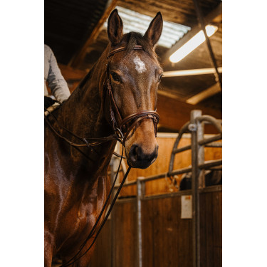 Deutsche Zügel Gurt Norton Pro 13mm Havanna Braun