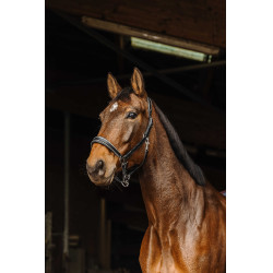 Lederhalfter Norton Rock Schwarz