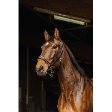 Lederhalfter Norton Rock Schwarz