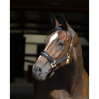 Halfter Werano Back On Track Schwarz