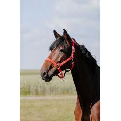 Reithalfter Riding World Cushion Rot