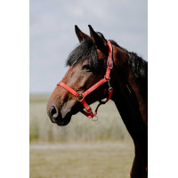 Reithalfter Riding World Cushion Bordeaux