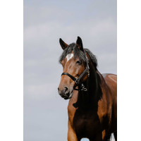 Reithalfter Riding World Cushion Bordeaux