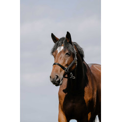 Reithalfter Riding World Cushion Schwarz