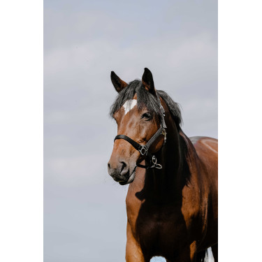 Reithalfter Riding World Cushion Schwarz Reithalfter Riding World Cushion Schwarz