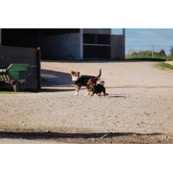 Hundedecke Ich liebe dich Equithème Schwarz Hundedecke Ich liebe dich Equithème Schwarz