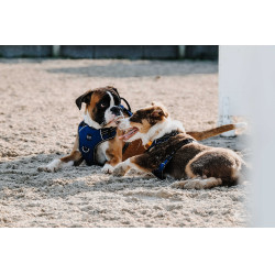 Hundegeschirr RIDING WORLD – Simba Marine Marineblau