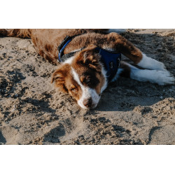 Hundegeschirr RIDING WORLD – Simba Marine Marineblau