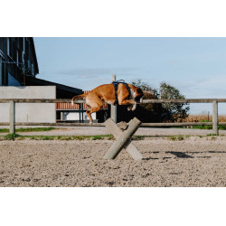 Hundegeschirr RIDING WORLD – Simba Marine Marineblau
