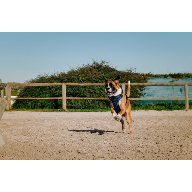 Hundegeschirr RIDING WORLD – Simba Marine Marineblau