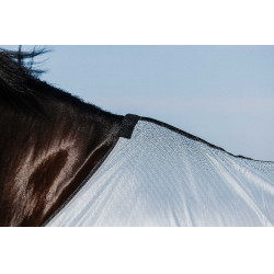 Reitshirt Riding World Belly Mesh Grau