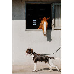 Equithème-Hundehalsband Nala Schwarz