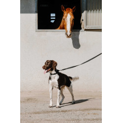 Equithème-Hundehalsband Nala Schwarz