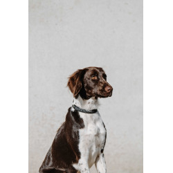 Equithème-Hundehalsband Nala Schwarz