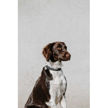 Equithème-Hundehalsband Nala Schwarz