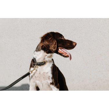 Equithème-Hundehalsband Nala Schwarz