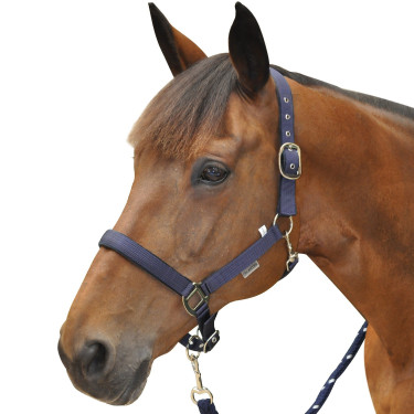Nylonhalfter Canter, gefüttert Nylonhalfter Canter, gefüttert