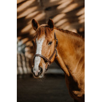 Halfter Norton US Havanna Braun