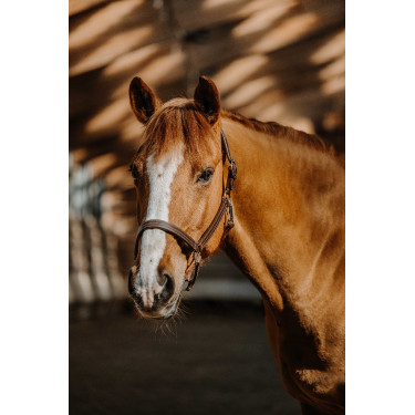 Halfter Norton US Havanna Braun