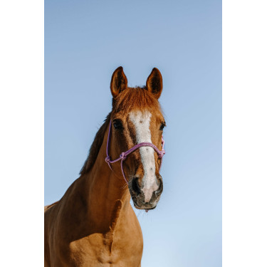 Knotenhalfter Norton Glim Rosa / Silber Knotenhalfter Norton Glim Rosa / Silber