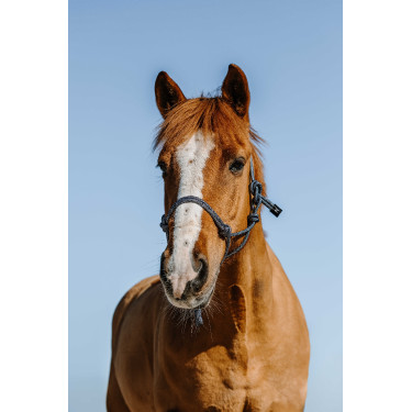 Knotenhalfter Norton Glim Marine / Silber Blau