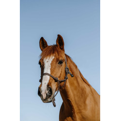 Knotenhalfter Norton Glim Marine / Gold Blau
