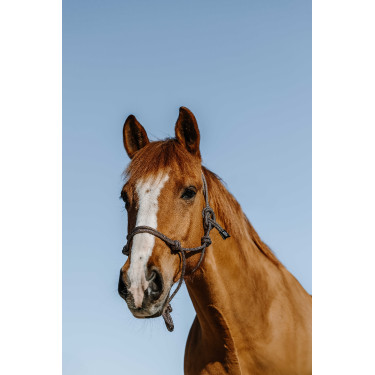 Knotenhalfter Norton Glim Marine / Gold Blau