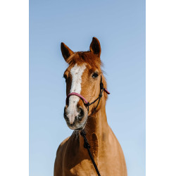 Ethologisches Zaumzeug + Seil Norton Schweden Schwarz / Rosa