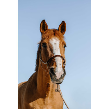 Ethologisches Zaumzeug + Seil Norton Schweden Beige / Braun