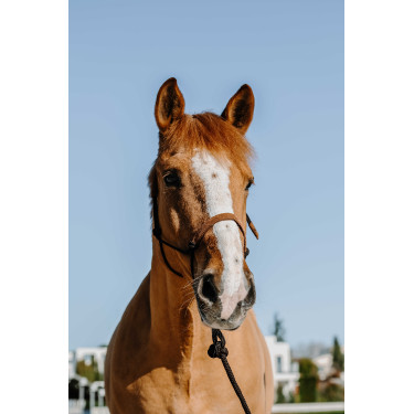 Ethologisches Zaumzeug + Seil Norton Schweden Braun / Hellbraun