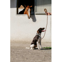 Hundeleine mit Griff EQUITHÈME – Haspen Schwarz / orangener Griff