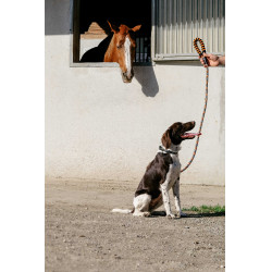 Hundeleine mit Griff EQUITHÈME – Haspen Schwarz / orangener Griff