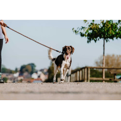 Hundeleine mit Griff EQUITHÈME – Haspen Schwarz / orangener Griff