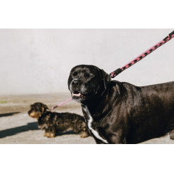 Hundeleine mit Griff EQUITHÈME – Haspen Schwarz / Himbeergriff