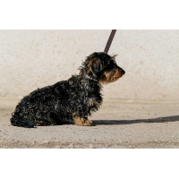 Equithème Max Hundehalsband und Leine Braun