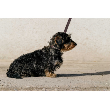 Equithème Max Hundehalsband und Leine Braun